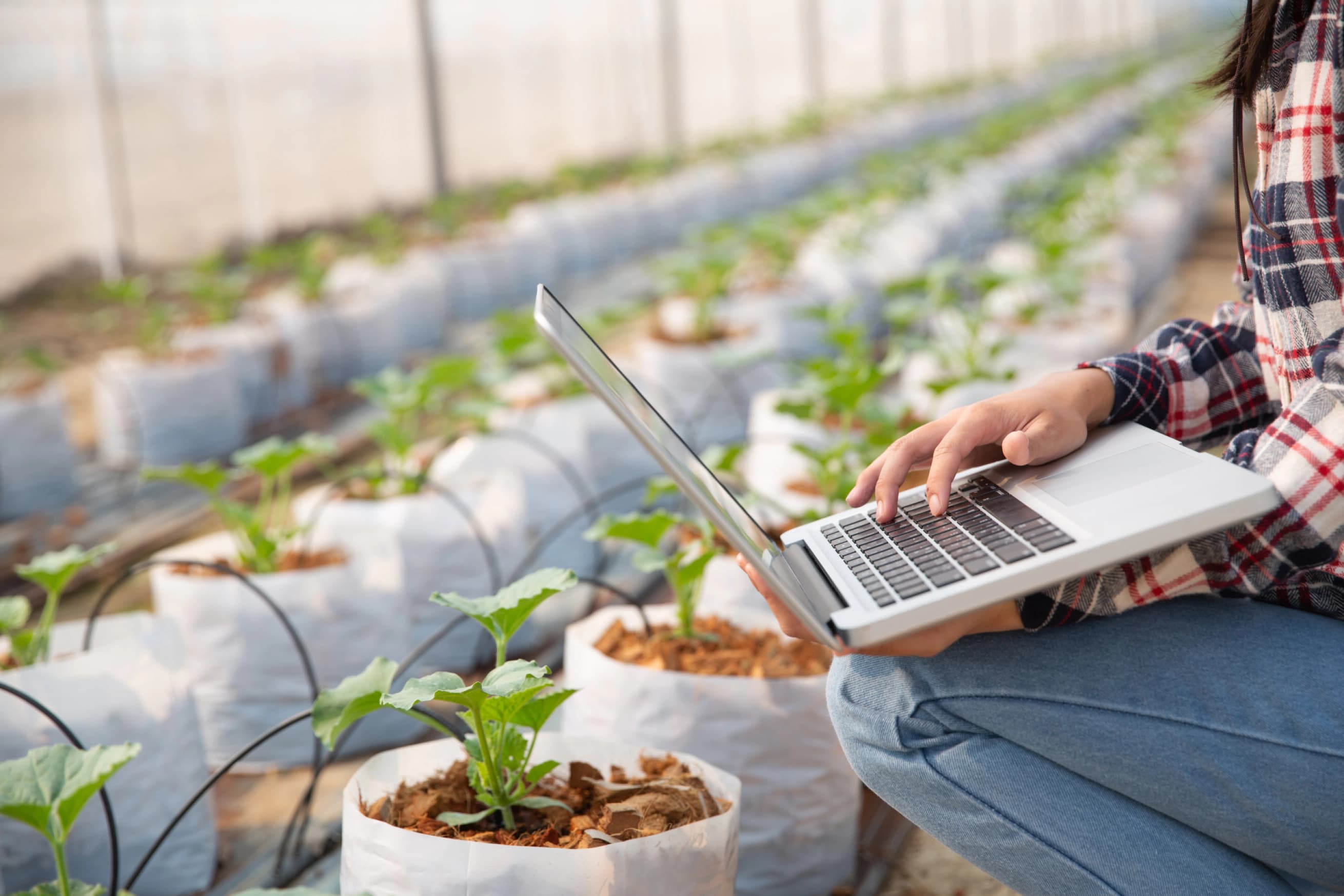 Controlling a plantation